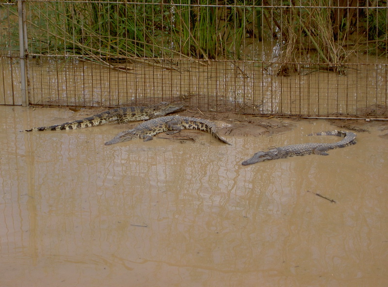 Thailand-2004-0277